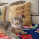 Найдена кошка Омск Чкаловский