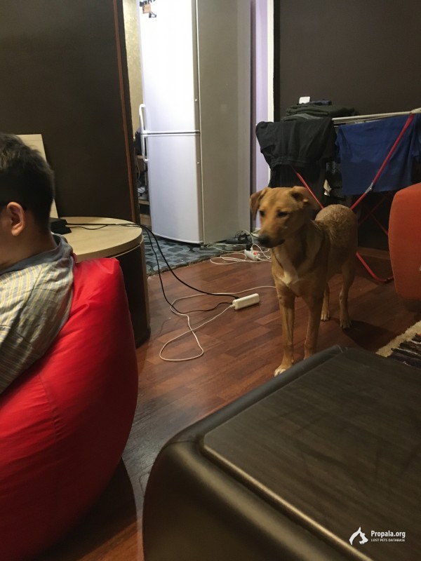 Пропала собака