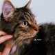 Найден молодой ласковый кот