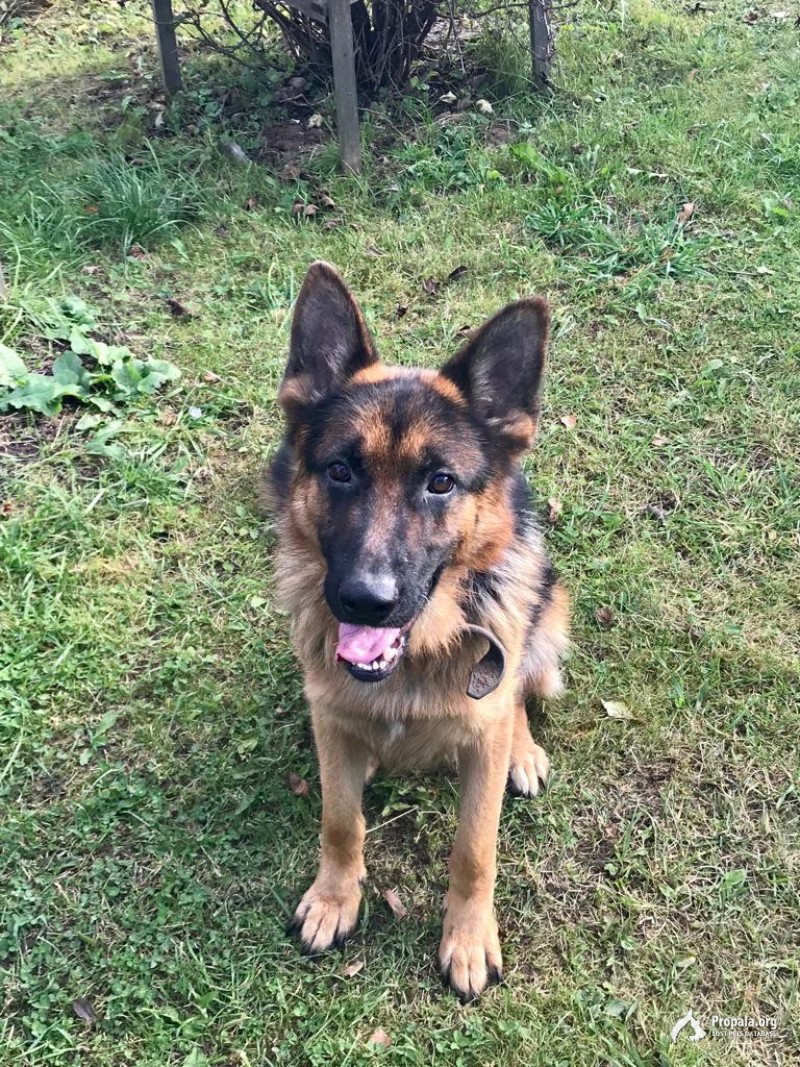 Пропала собака!!!