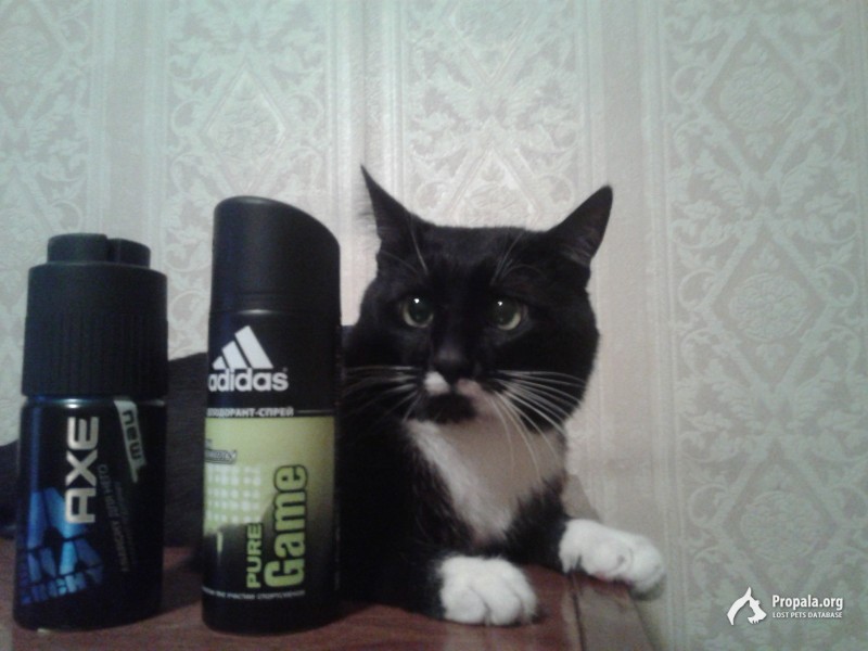 ПОМОГИТЕ НАЙТИ КОТА ПОЖАЛУЙСТА