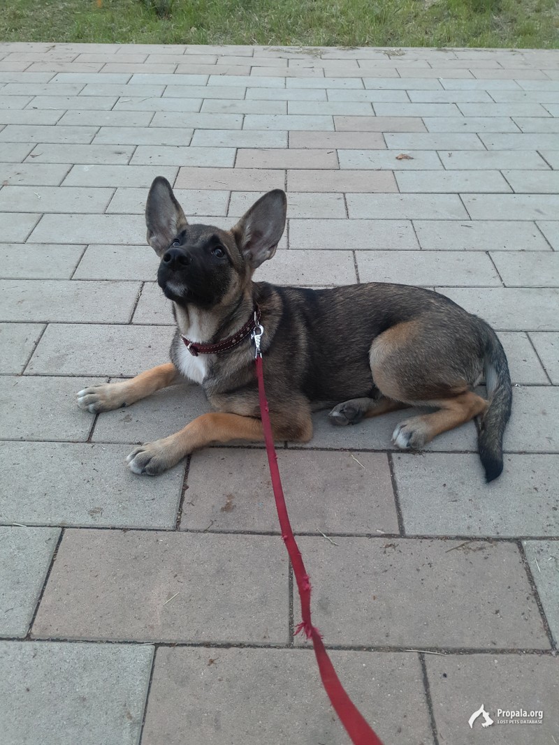 Пропала собака в Дмитровском р-не МО