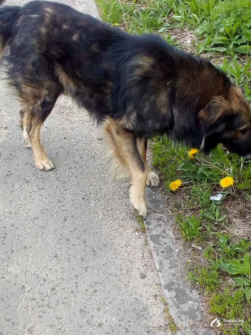 Вдоль дороги бегает собака