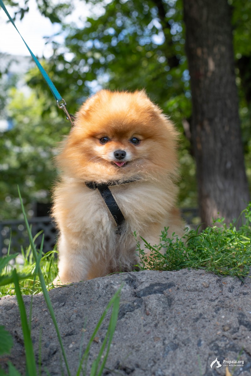 Пропал шпиц в районе ЮВАО,ТЕКСТИЛЬЩИКИ
