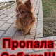 Пропала собака чихуахуа!