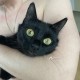 Пропала кошка в районе ул. Гурьянова 23