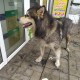 Найдена Собака Порода не известна Иркутская область