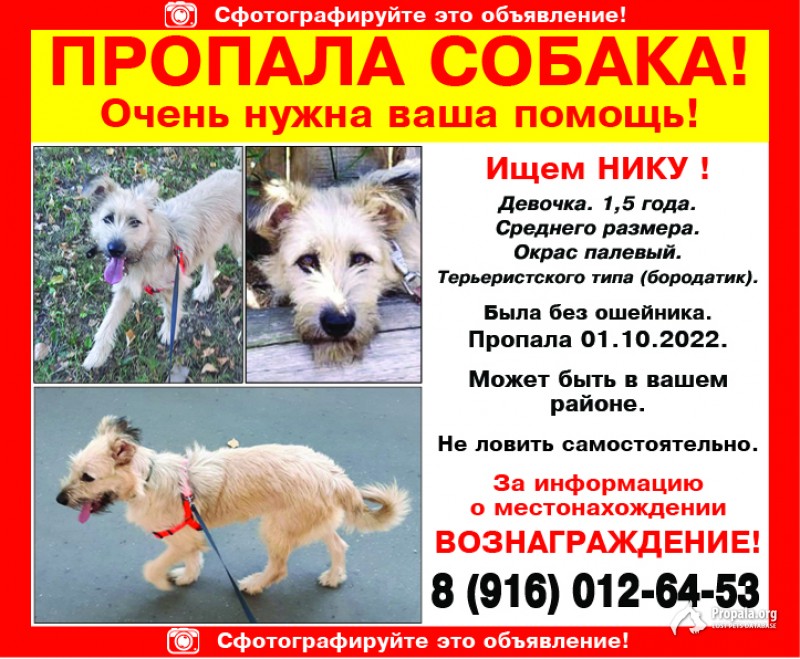 Пропала Ника! Терьеристского типа (бородатик)