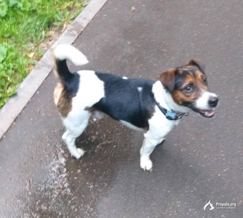 Пропал джек рассел терьер