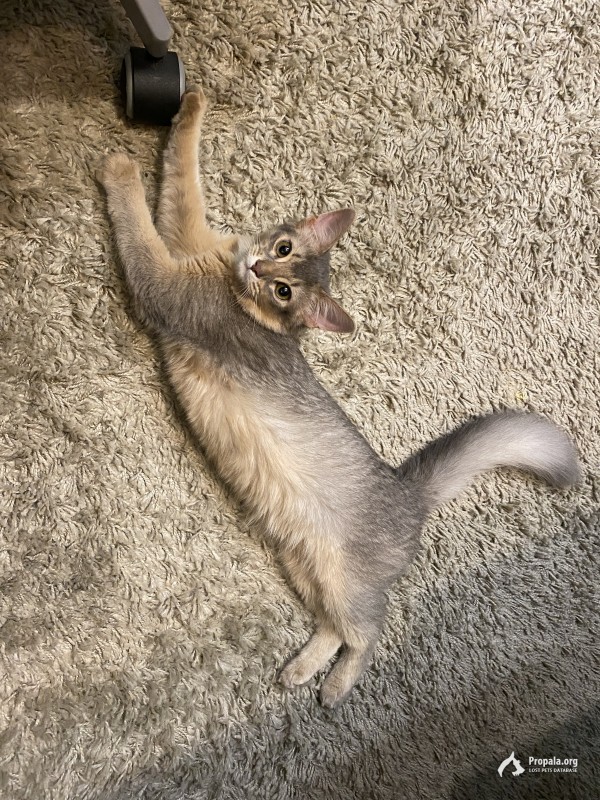 Убежал котенок!