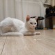 Найдена молодая бывшедомашняя кошечка