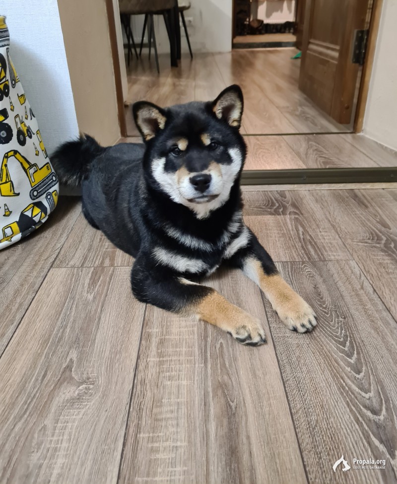 Пропал пёс, Сиба-ину