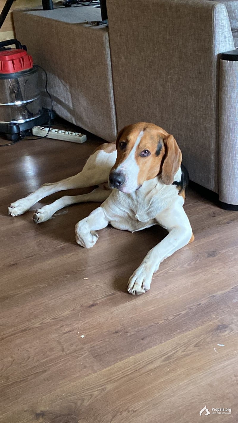 Пропала собака