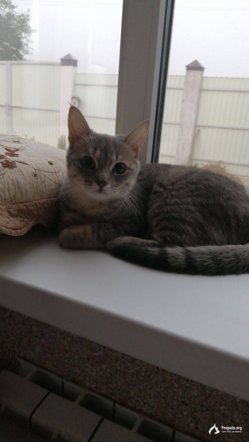 ПРОПАЛА КОШКА МСК БОЛЬШАЯ АКАДЕМИЧЕСКАЯ