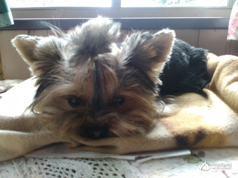 Пропал йорк в д.Сосницы Волосовского района