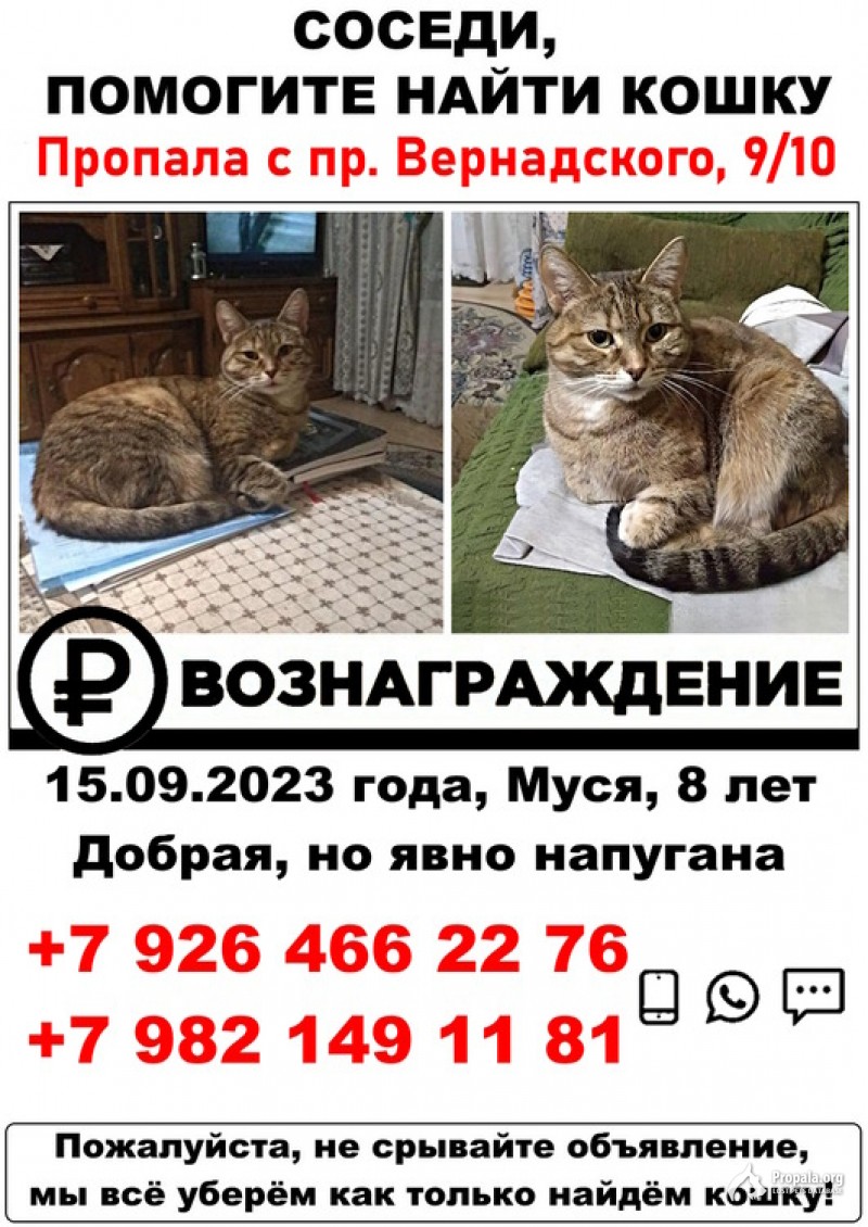 Пропала кошка в р-не метро Университет