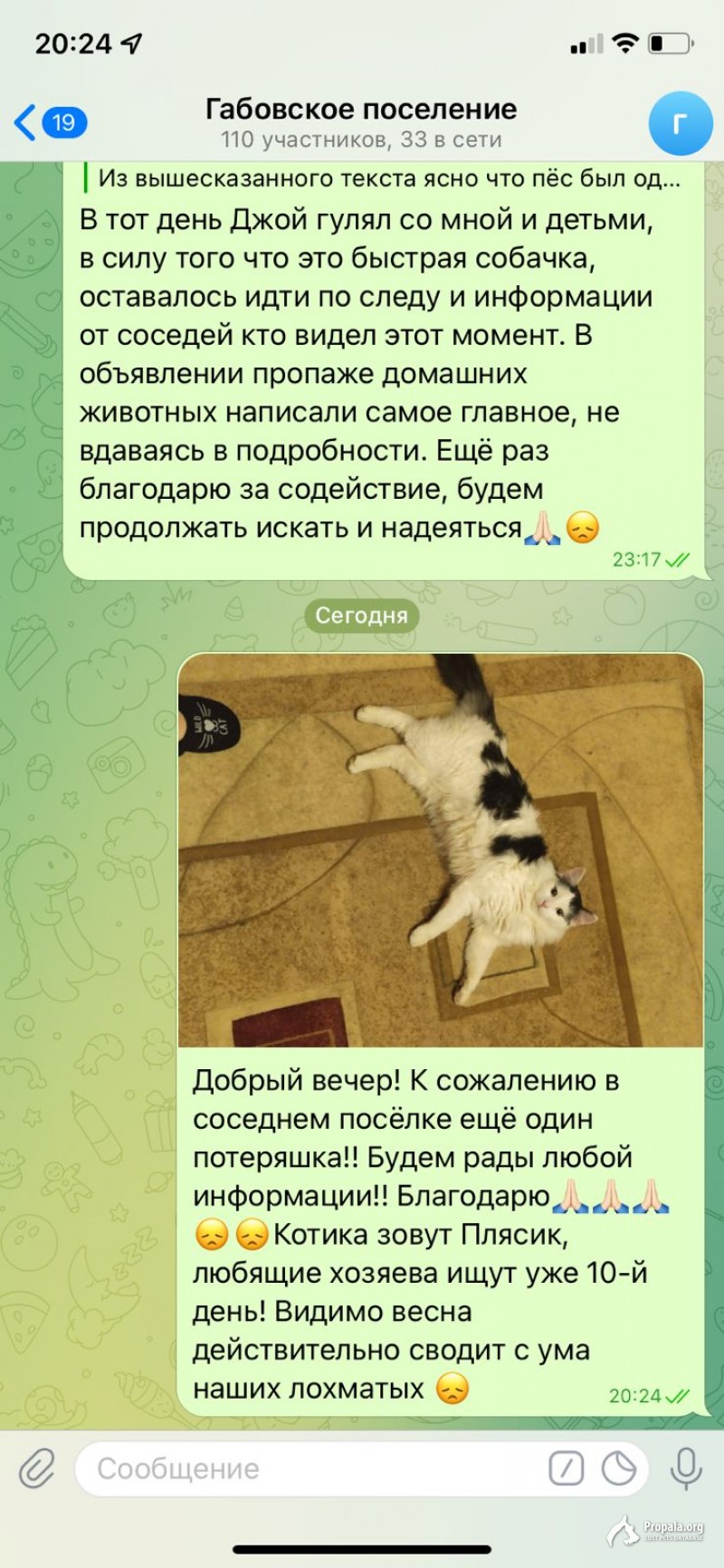 Пропал кот.