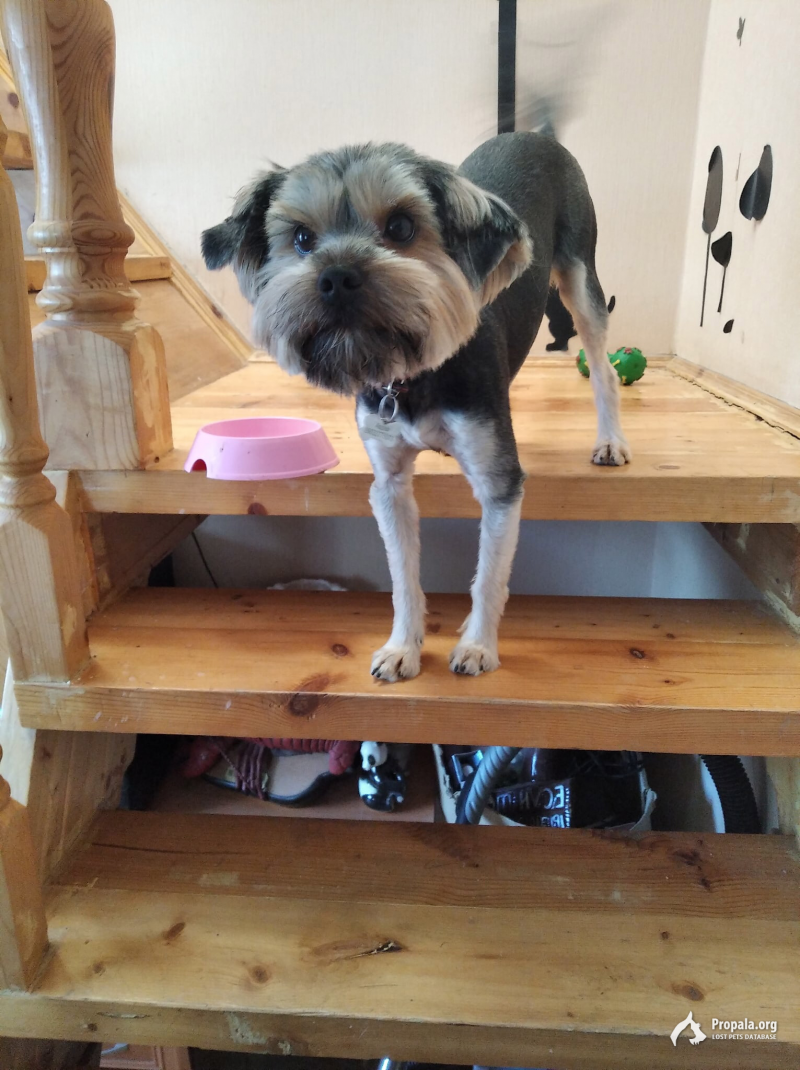 НОВЫЕ ВАТУТИННКИ, ДЕСНА пропал пес!