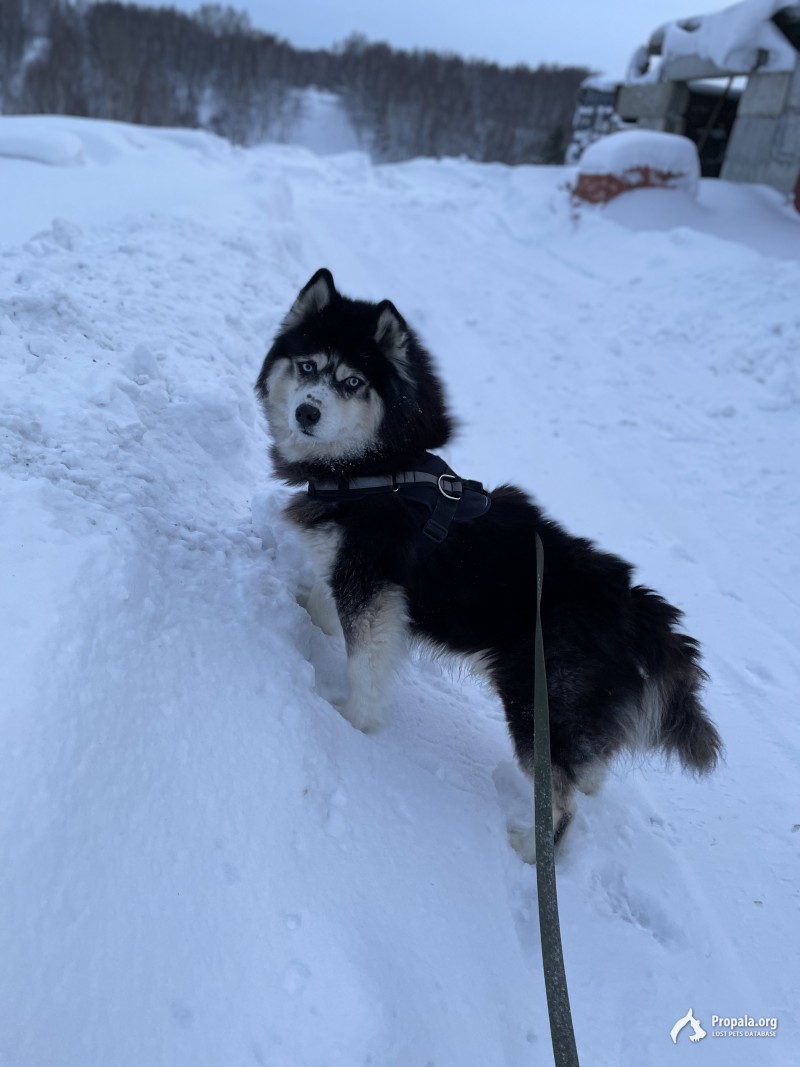 Пропала собака 