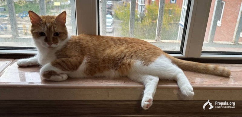 Кот кастрированный Перчик ищет дом