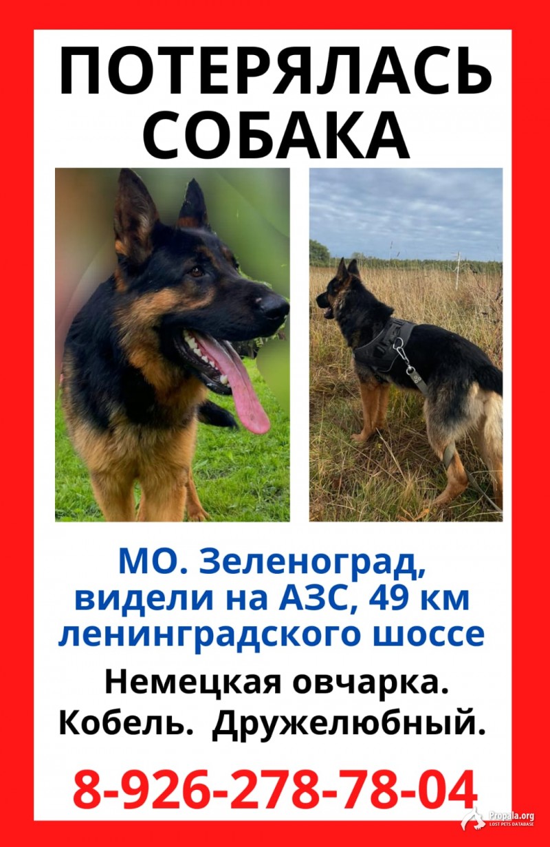 Пропал пес породы немецкая овчарка