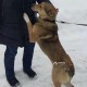   В Ивантеевке пес вывернулся из ошейника и убежал ! 