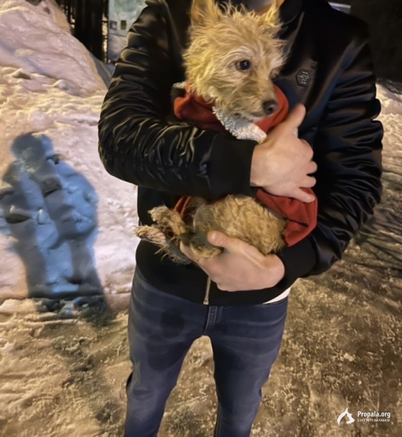 Нашли Собаку