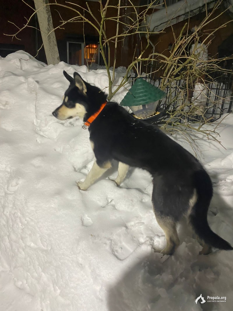 Найдена собака