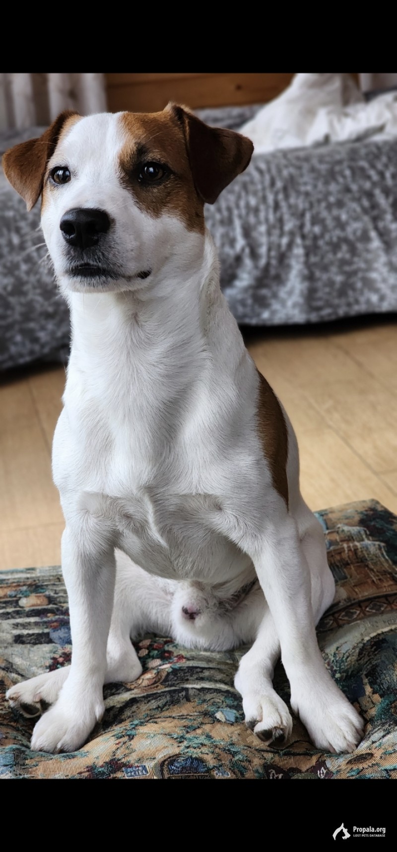 Пропала собака г.Конаково Тверская обл.