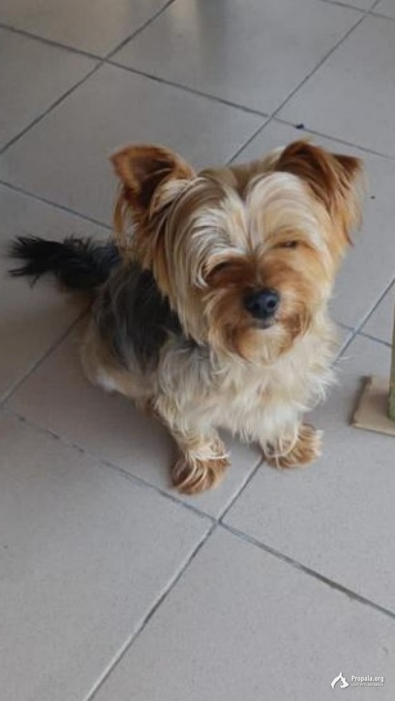 Пушкино! Найден йорк, мальчик