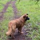 Потерялась рыжая молодая девочка