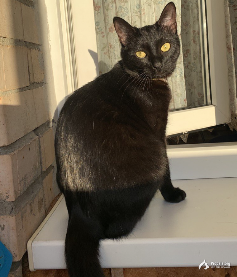 Пропала кошка Реутов, Ашхабадская 25