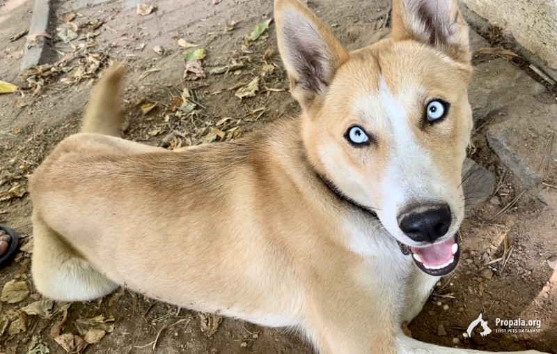 Найдена собака в Королёве