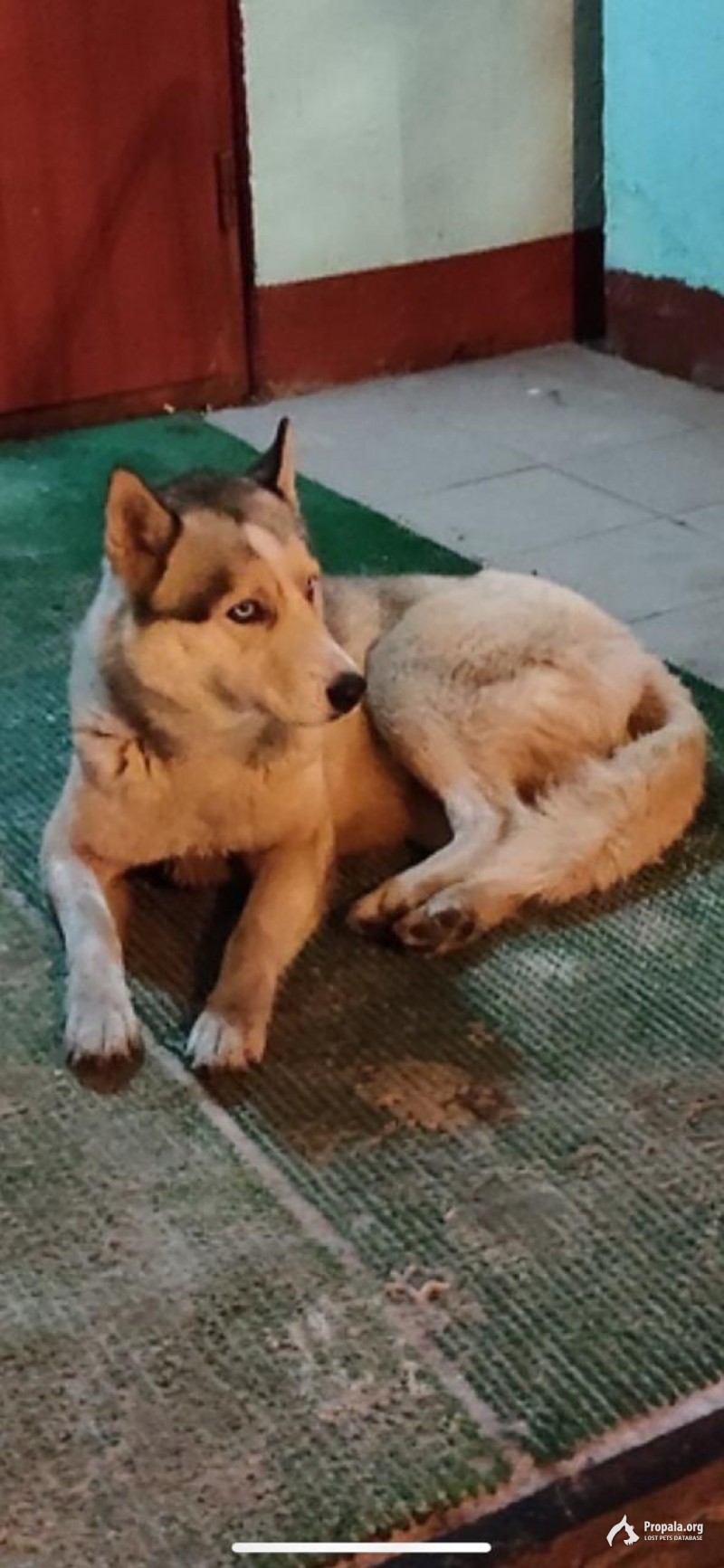 Пропала собака! Просьба: нашедшего, придержать.