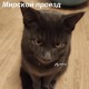 Пропал кот!