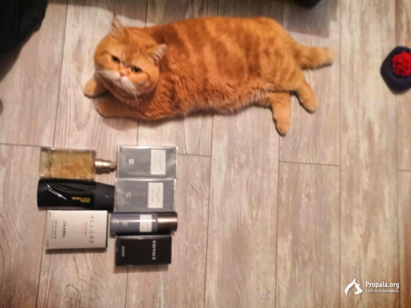 ПРОПАЛ РЫЖИЙ КОТ!!!!