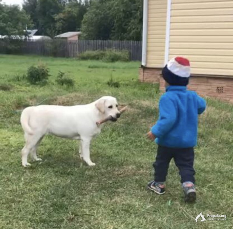 ПРОПАЛА СОБАКА ЛАБРАДОР