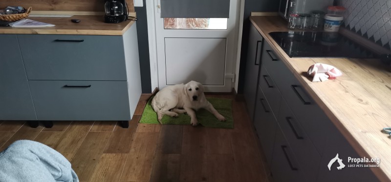 Отдам собаку золотистый ретривер в добрые руки.