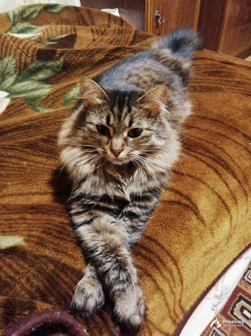 Пропала кошка Видное