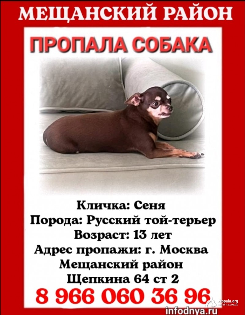 Пропала собака маленький русский той-терьер
