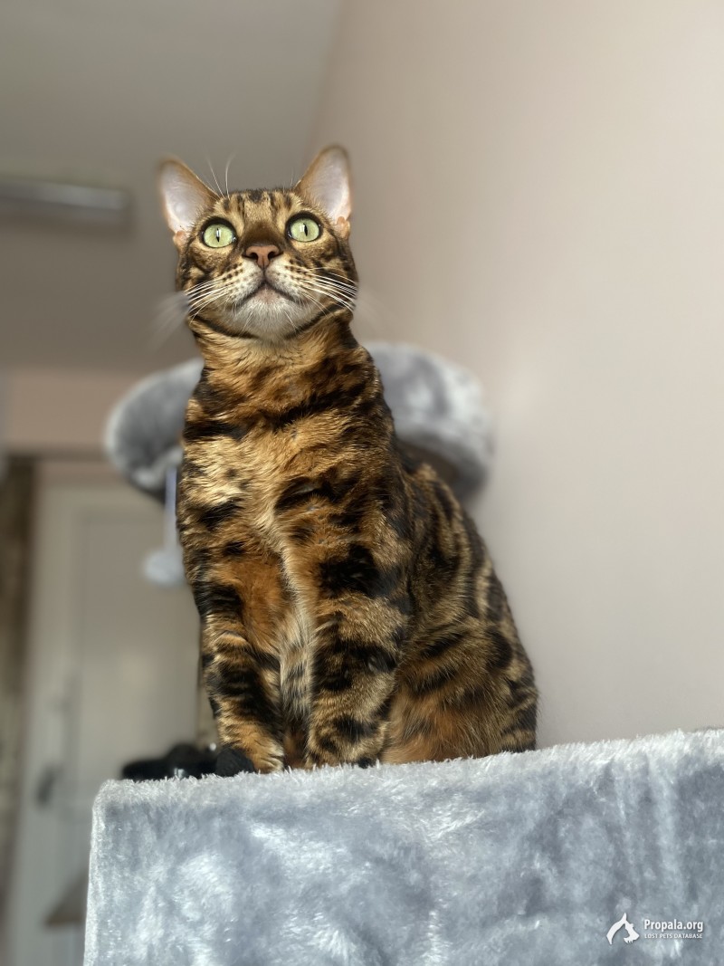 Пропал бенгальский кот
