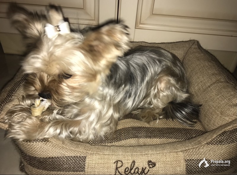 Пропала собак,зовут Марфа