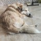 Найден пёс 1 января