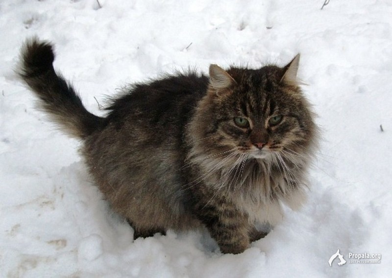 СПАСИТЕ КОТА!!!