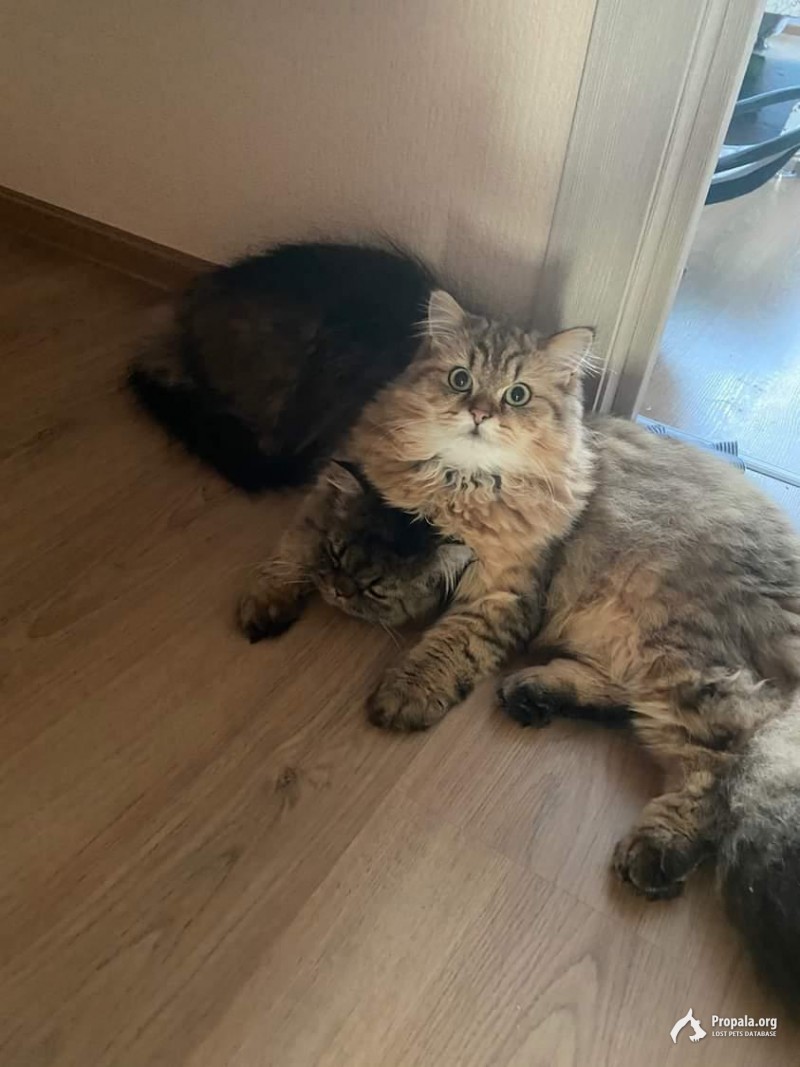 Пропал кот Софьи Ковалеской 4к3