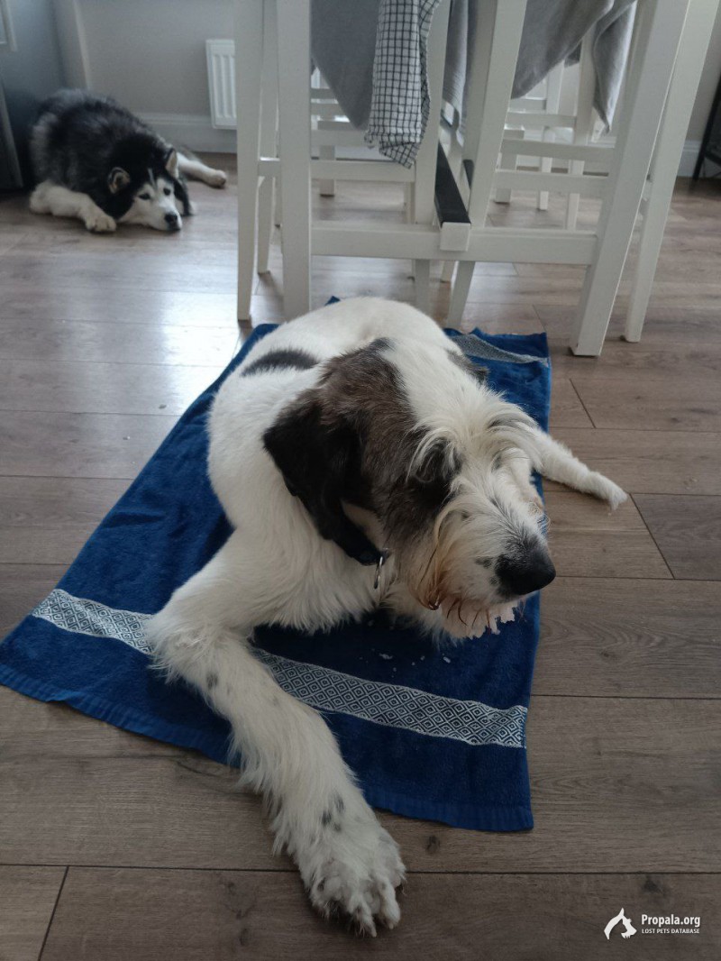 Нашлась собака