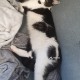 Пропала черно-белая кошка