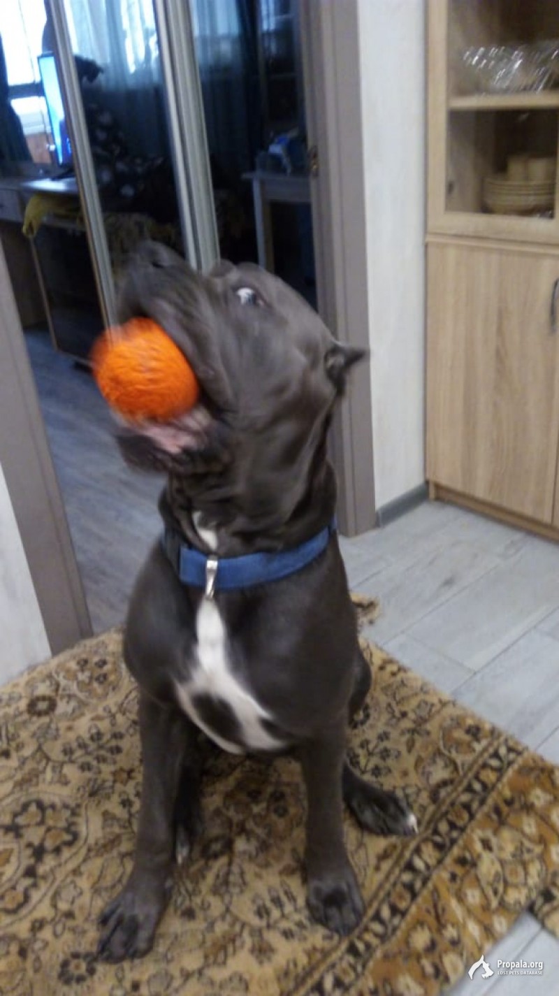 Пропала собака