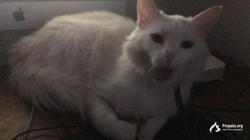 пропал кот-альбинос