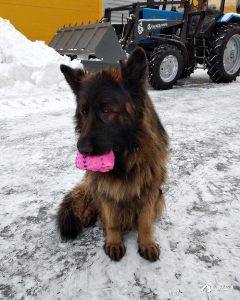 Пропала собака. Долгопрудный